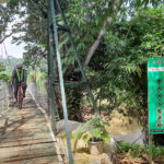 Eksplorasi Keindahan Alam Pedesaan Melalui Jembatan Merintis Setu Bekasi